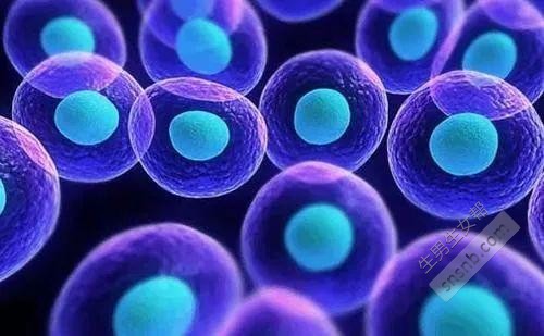 间质干细胞可以治疗不孕不育吗？间充质干细胞如何治疗不孕症...